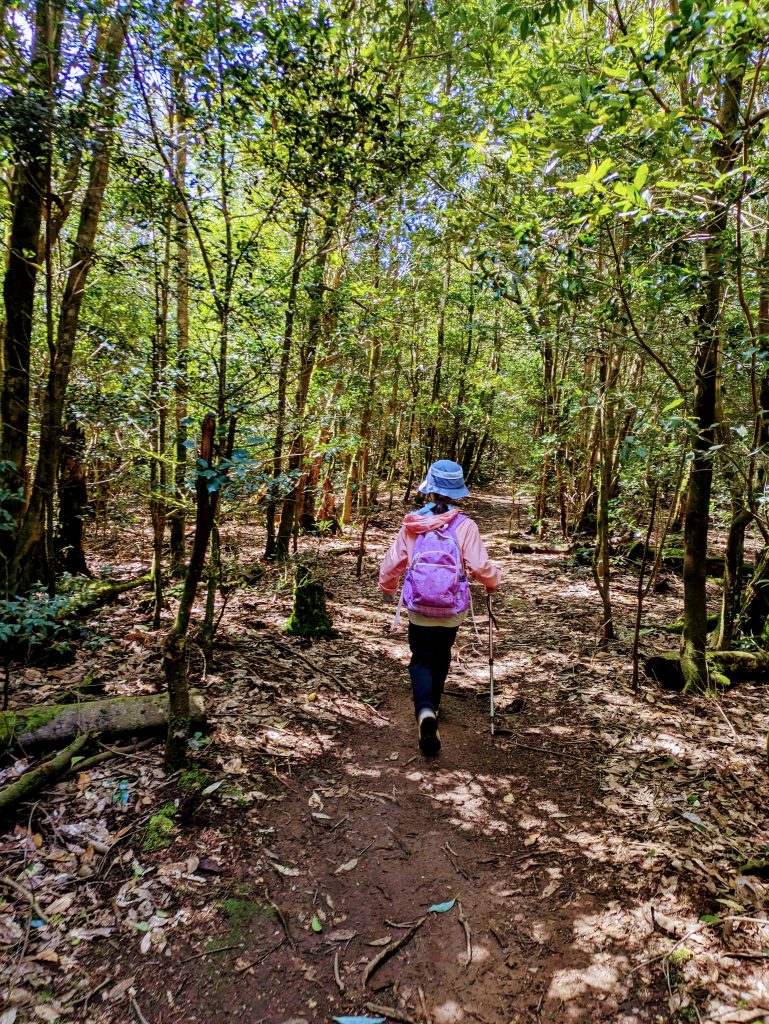 登山　ファミリー登山　八重山