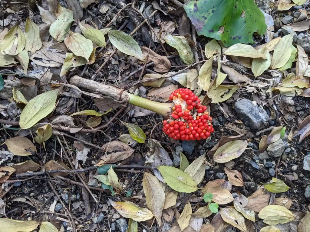 めずらしい植物も採取はNG