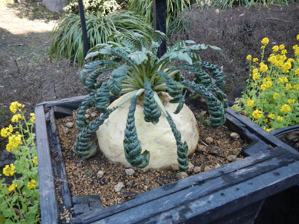 巨大すぎる桜島大根